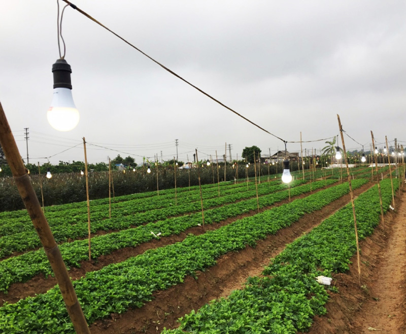 Bóng Đèn Led Bulb 5w Rạng Đông